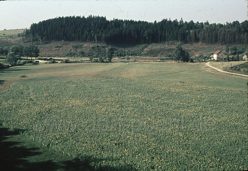 neu (8).jpg - Oberes Triebtal, Strasse  von Thoßfell Richtung Altensalz, rechts Haus Fam. Zeidler